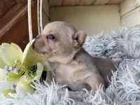 Nilla - Cream Boy, a male French Bulldog for sale in Pensacola, FL – 3 of 3