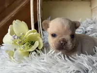 Nilla - Cream Boy, a male French Bulldog for sale in Pensacola, FL – 2 of 3