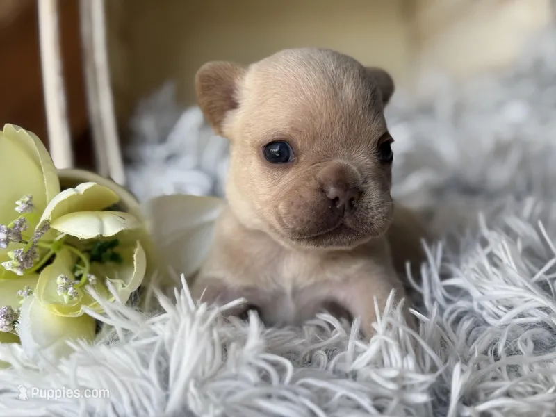Nilla - Cream Boy – French Bulldog puppy for sale in Pensacola, FL