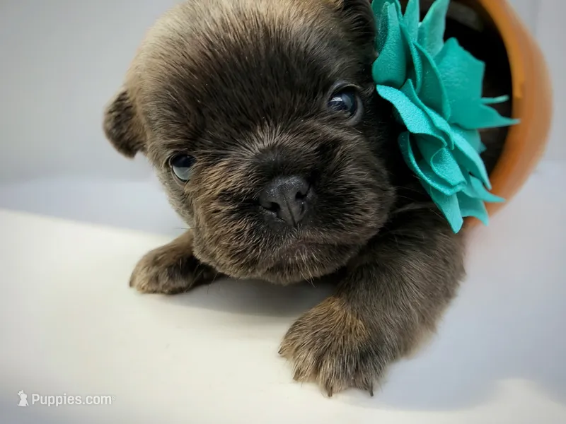 Salix - fluffy  – French Bulldog puppy for sale in Pensacola, FL