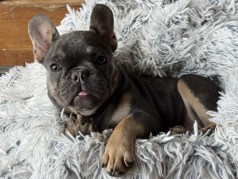 Dallas - Girl – French Bulldog puppy for sale in Pensacola, FL