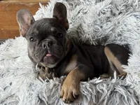 Dallas - Girl, a female French Bulldog for sale in Pensacola, FL – 1 of 10