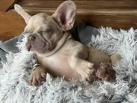 Nilla - Fawn Merle Boy, a male French Bulldog for sale in Pensacola, FL – 2 of 10