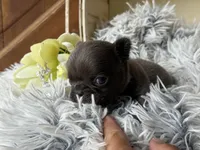 Nilla - Blue Boy, a male French Bulldog for sale in Pensacola, FL – 3 of 4