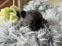 Nilla - Blue Boy, a male French Bulldog for sale in Pensacola, FL – 4 of 4