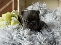 Nilla - Blue Boy, a male French Bulldog for sale in Pensacola, FL – 2 of 4