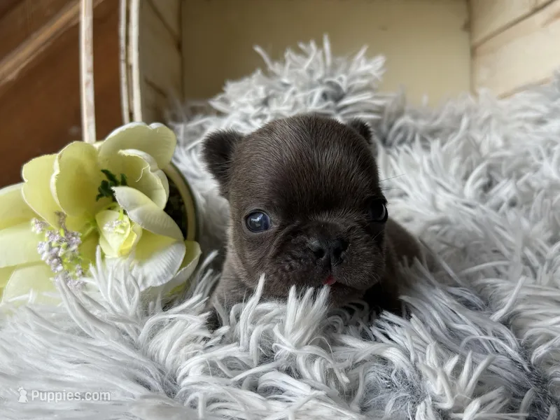 Nilla - Blue Boy – French Bulldog puppy for sale in Pensacola, FL