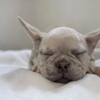 Nilla - Fawn Merle Boy, a male French Bulldog for sale in Pensacola, FL – 3 of 8