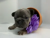 Salix - blue and tan , a female French Bulldog for sale in Pensacola, FL – 3 of 5