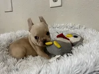 Nilla - Cream Boy, a male French Bulldog for sale in Pensacola, FL – 2 of 8