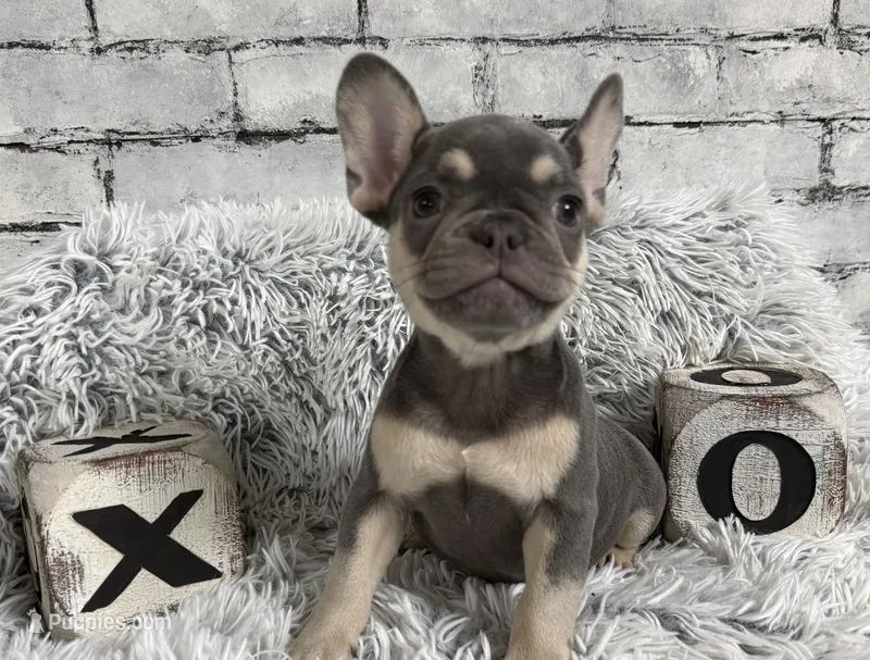 Salix - Girl – French Bulldog puppy for sale in Pensacola, FL