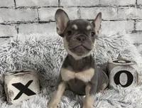 Salix - Girl, a female French Bulldog for sale in Pensacola, FL – 1 of 6