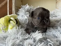 Nilla - Fluffy Boy, a male French Bulldog for sale in Pensacola, FL – 3 of 5