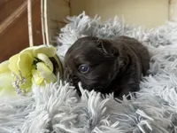 Nilla - Fluffy Boy, a male French Bulldog for sale in Pensacola, FL – 5 of 5