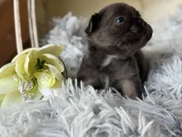 Nilla - Fluffy Boy, a male French Bulldog for sale in Pensacola, FL – 2 of 5