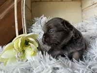Nilla - Fluffy Boy, a male French Bulldog for sale in Pensacola, FL – 4 of 5