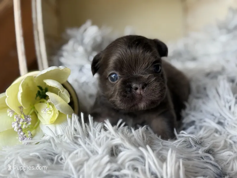 Nilla - Fluffy Boy – French Bulldog puppy for sale in Pensacola, FL