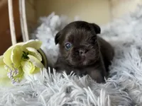 Nilla - Fluffy Boy, a male French Bulldog for sale in Pensacola, FL – 1 of 5