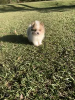 Male 2, a male Pomeranian for sale in Gadsden, AL – 10 of 10