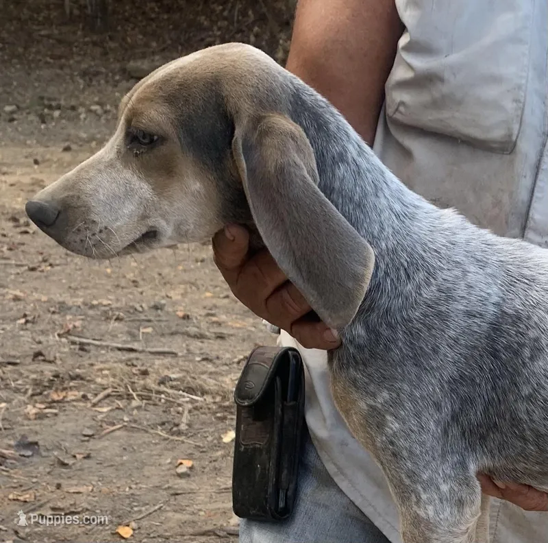 Silver female, a female English Coonhound for sale in Gadsden, AL – Photo 1 of 7