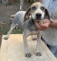 Silver female, a female English Coonhound for sale in Gadsden, AL – Photo 4 of 7