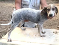 Silver female, a female English Coonhound for sale in Gadsden, AL – Photo 6 of 7