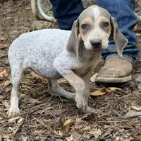 Silver female, a female English Coonhound for sale in Gadsden, AL – Photo 2 of 7