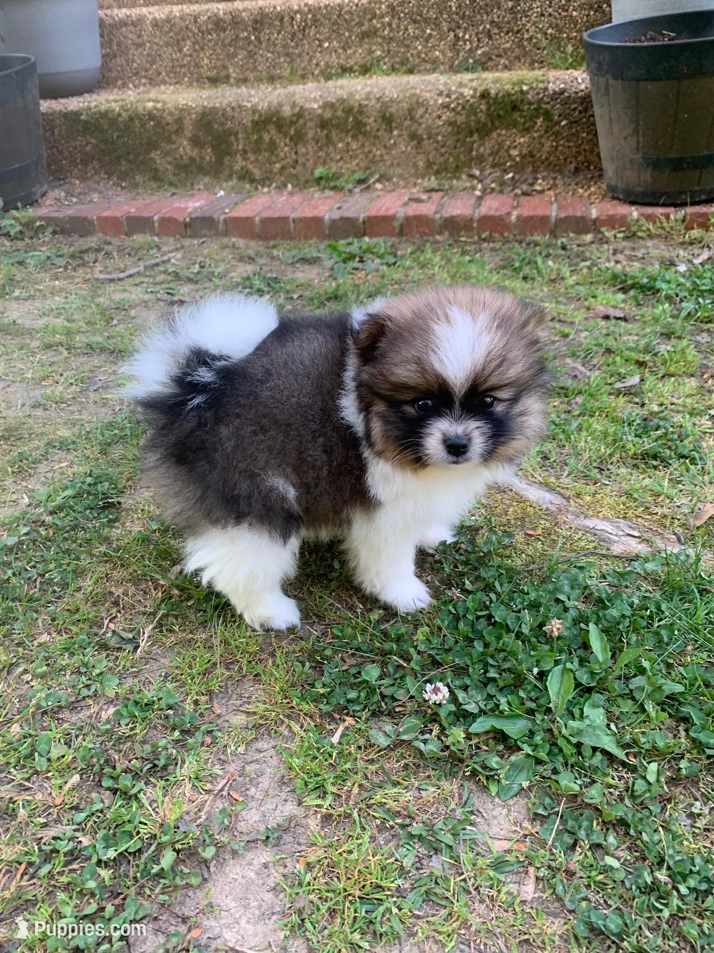 Diamond , a female Pomeranian for sale in Gadsden, AL – Photo 3 of 7