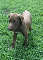 Girl 1, a female Catahoula Leopard Dog for sale in Gadsden, AL – 4 of 10
