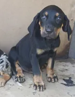 Male 3, a male Catahoula Leopard Dog and Bluetick Coonhound for sale in Gadsden, AL – 5 of 7