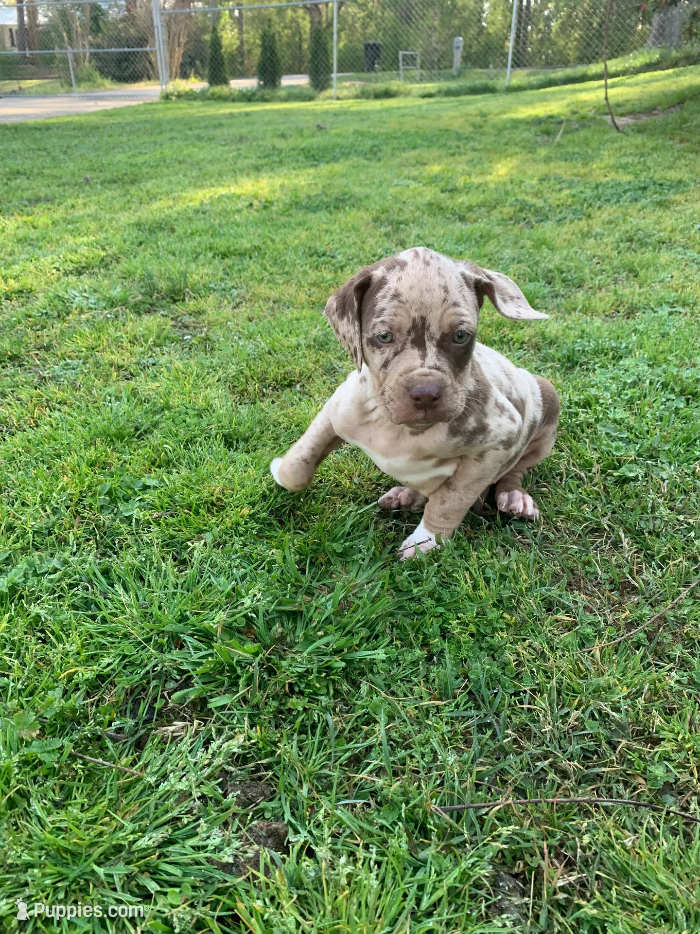 Female 5, a female Catahoula Leopard Dog for sale in Gadsden, AL – Photo 10 of 10