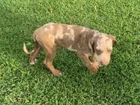 Boy 5, a male Catahoula Leopard Dog for sale in Gadsden, AL – 5 of 5