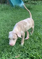 Boy 3, a male Catahoula Leopard Dog for sale in Gadsden, AL – 3 of 5