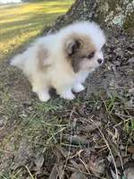 Male 2, a male Pomeranian for sale in Gadsden, AL – 6 of 10