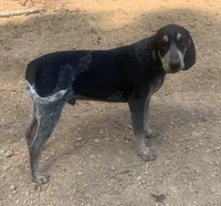 Bluetick male 3, a male Bluetick Coonhound for sale in Gadsden, AL – Photo 1 of 7