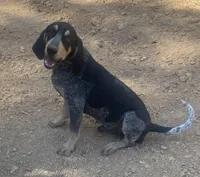 Bluetick male 3, a male Bluetick Coonhound for sale in Gadsden, AL – Photo 3 of 7