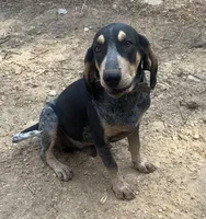 Bluetick male 3, a male Bluetick Coonhound for sale in Gadsden, AL – Photo 7 of 7