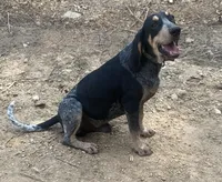 Bluetick male 3, a male Bluetick Coonhound for sale in Gadsden, AL – Photo 6 of 7