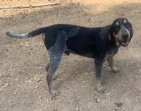 Bluetick male 3, a male Bluetick Coonhound for sale in Gadsden, AL – Photo 4 of 7