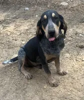 Bluetick male 3, a male Bluetick Coonhound for sale in Gadsden, AL – Photo 2 of 7