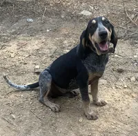 Bluetick male 3, a male Bluetick Coonhound for sale in Gadsden, AL – Photo 5 of 7