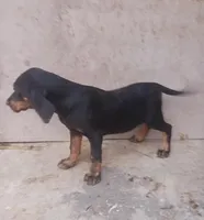 Male 3, a male Catahoula Leopard Dog and Bluetick Coonhound for sale in Gadsden, AL – 3 of 7