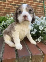 Light chocolate Merle male , a male Cocker Spaniel for sale in Gadsden, AL – Photo 10 of 10