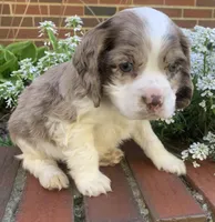 Light chocolate Merle male , a male Cocker Spaniel for sale in Gadsden, AL – Photo 7 of 10