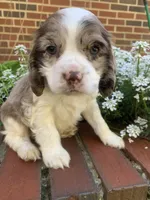 Light chocolate Merle male , a male Cocker Spaniel for sale in Gadsden, AL – Photo 9 of 10