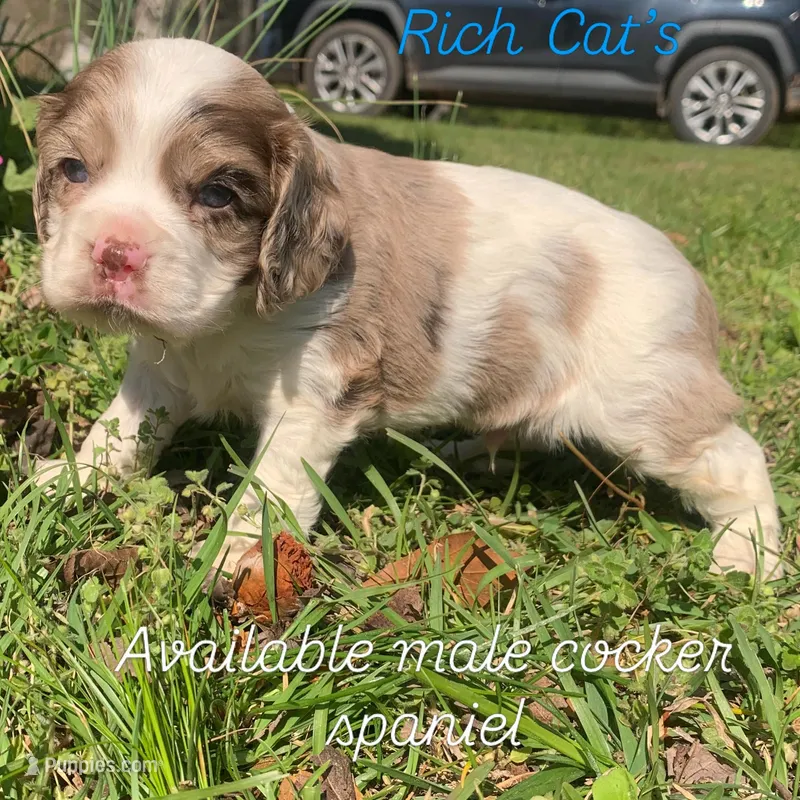 Light chocolate Merle male  – Cocker Spaniel puppy for sale in Gadsden, AL