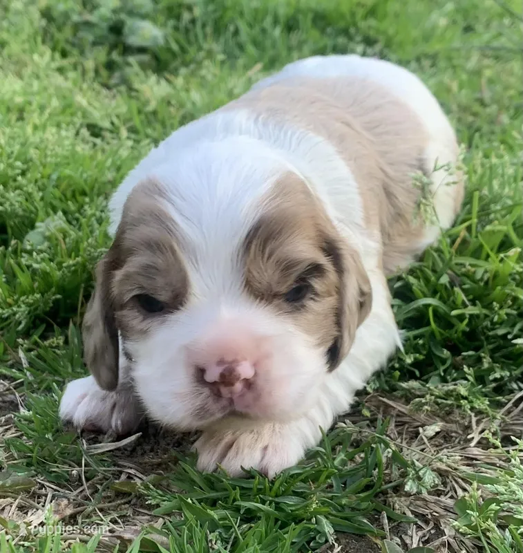 Light chocolate Merle male  – Cocker Spaniel puppy for sale in Gadsden, AL