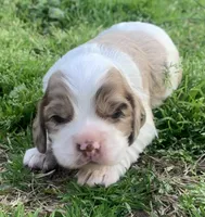 Light chocolate Merle male , a male Cocker Spaniel for sale in Gadsden, AL – Photo 1 of 5
