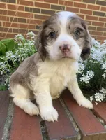 Light chocolate Merle male , a male Cocker Spaniel for sale in Gadsden, AL – Photo 8 of 10