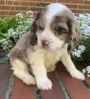 Light chocolate Merle male , a male Cocker Spaniel for sale in Gadsden, AL – Photo 2 of 10